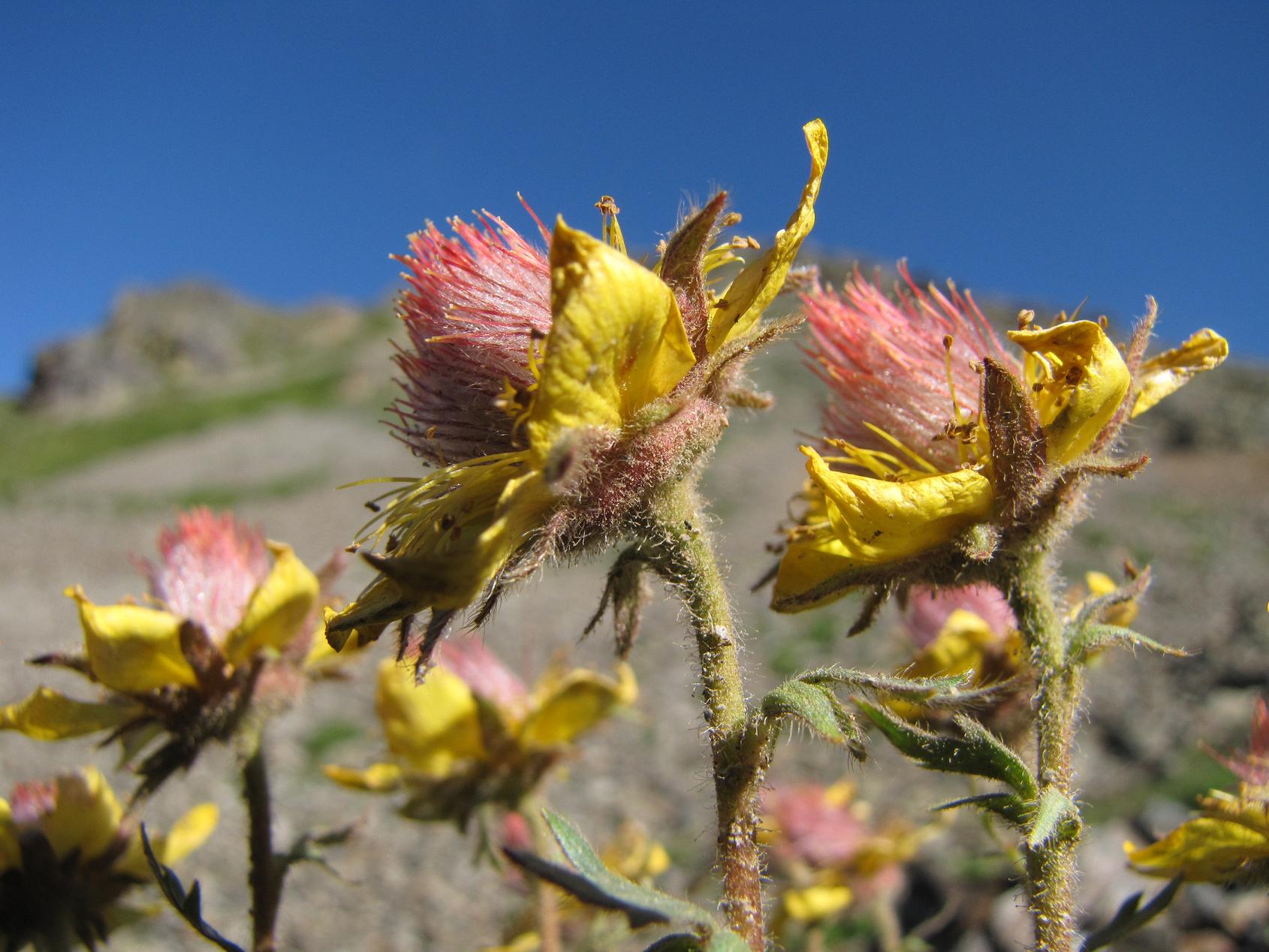 Sentieri ferrati, sentieri fioriti: i fiori dell''Albiolo